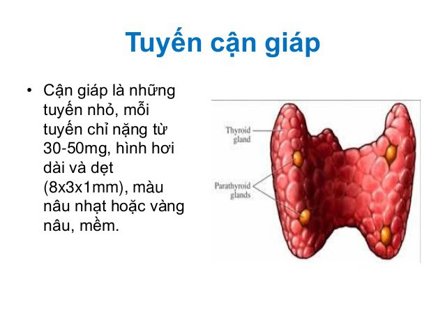 hormon tuyến cận giáp