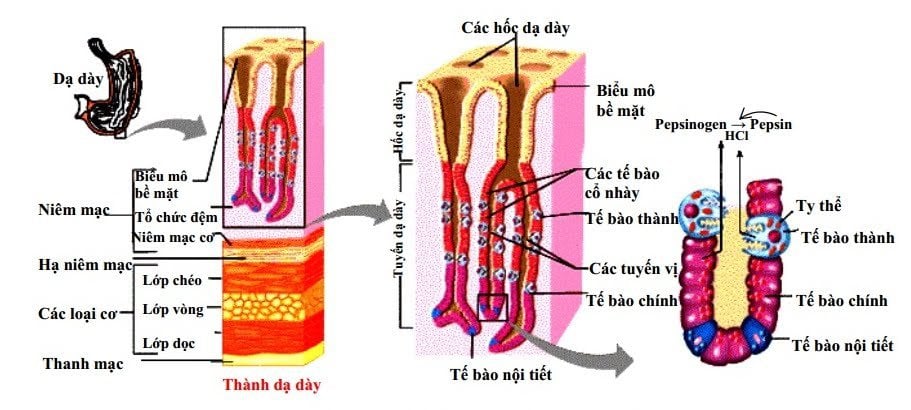 Dịch vị: Đặc tính và tác dụng - ảnh 1