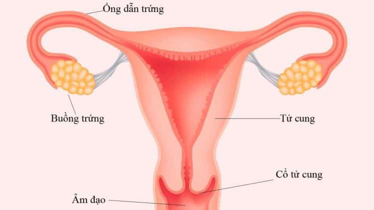 Viêm nhiễm âm đạo là nguyên nhân hàng đầu gây tắc ống dẫn trứng