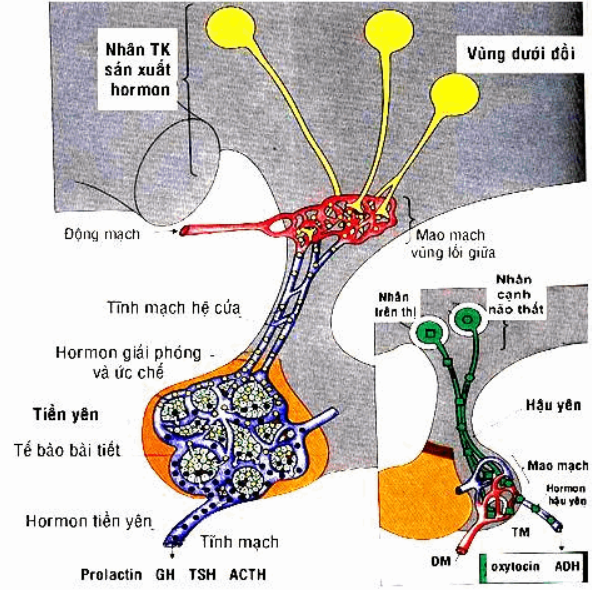 Ý nghĩa chỉ số xét nghiệm ACTH đánh giá bệnh Addison và hội chứng Cushing - ảnh 1