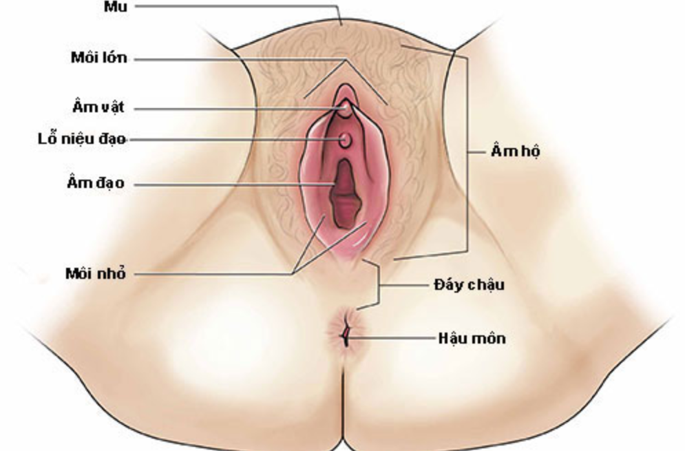 Sinh dục nữ