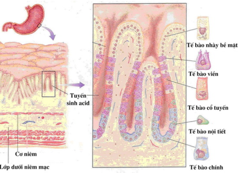 Định nghĩa và cơ chế bệnh sinh của viêm - loét dạ dày tá tràng - ảnh 2