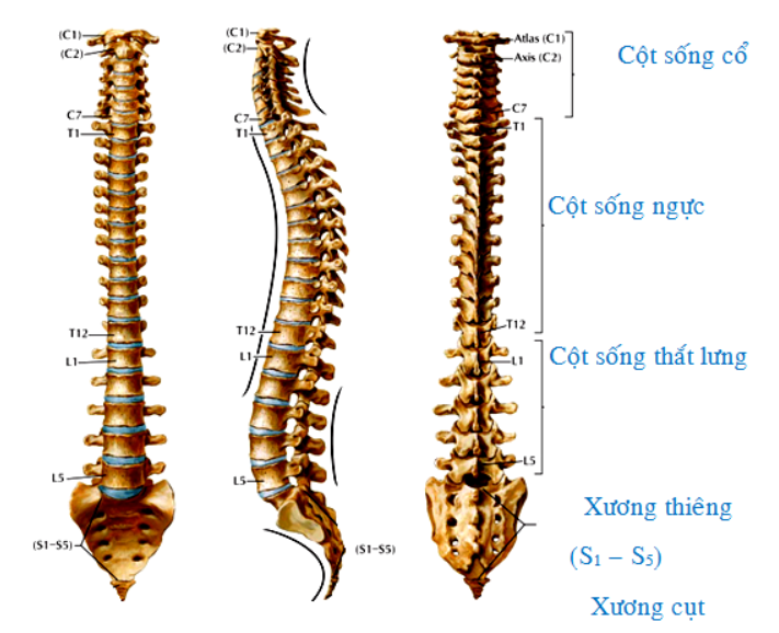 Vị trí cột sống thắt lưng