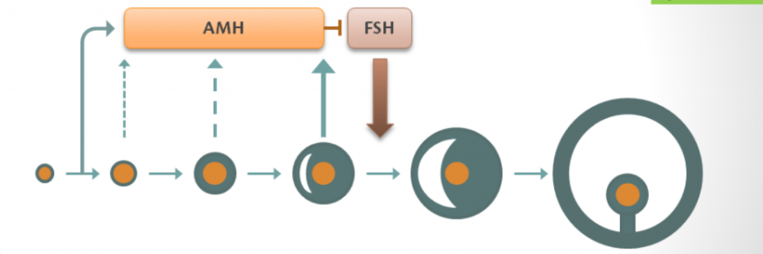 Anti – Mullerian Hormone AMH