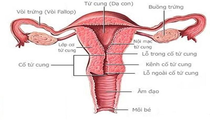 cổ tử cung