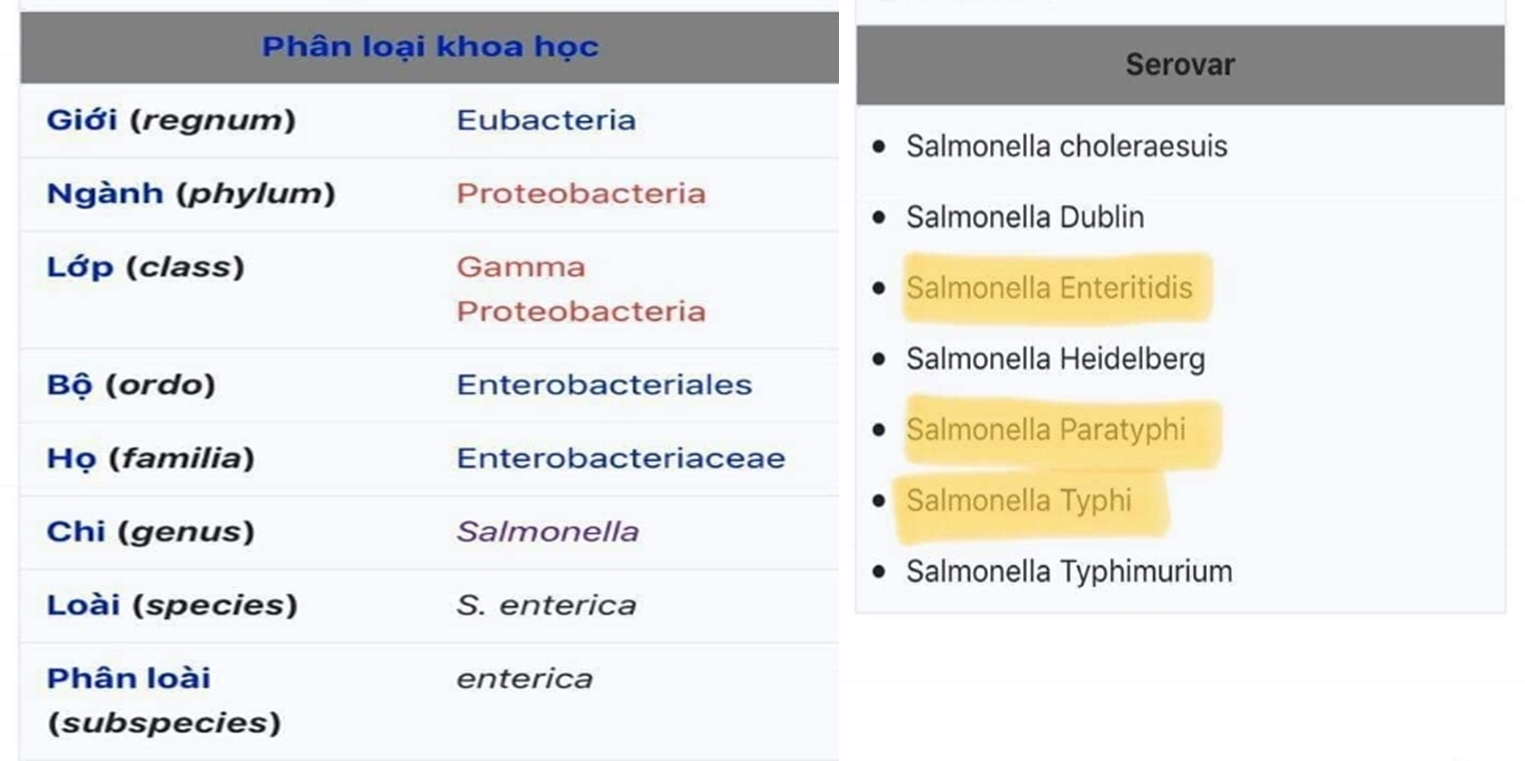 salmonella