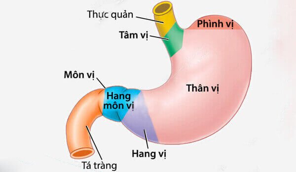 Chẩn đoán và điều trị viêm xung huyết hang vị dạ dày