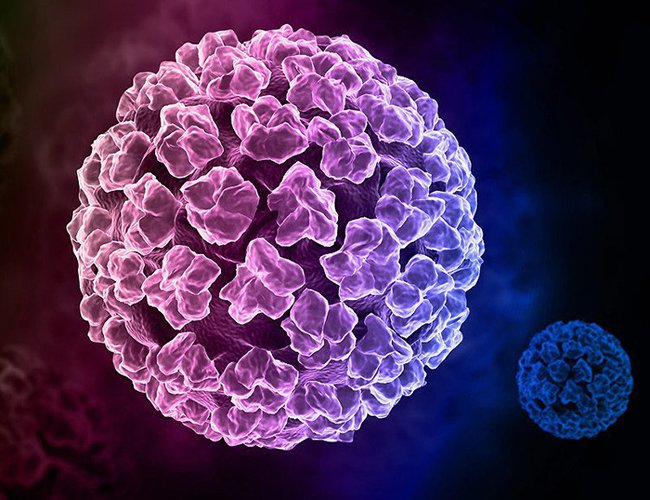 Mụn cóc sinh dục do vi khuẩn HPV chủng 6 và 11 gây ra