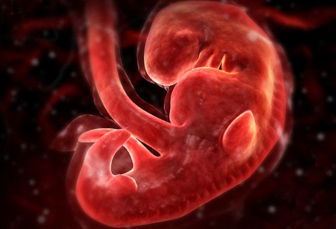 Thai nhi lúc 4 tuần tuổi