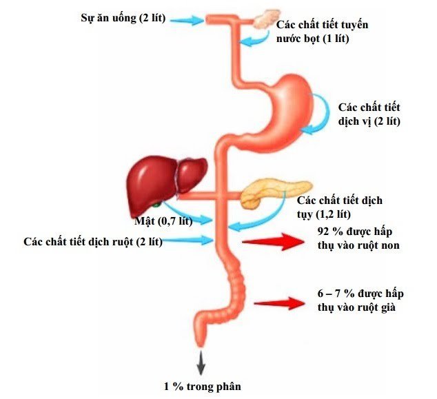 Sơ đồ các thể tích chất lỏng trong đường tiêu hóa
