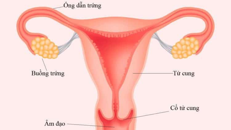 Viêm ống dẫn trứng