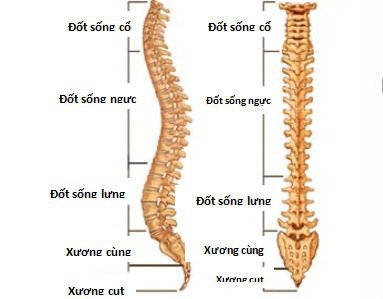 Giải phẫu cột sống ngực