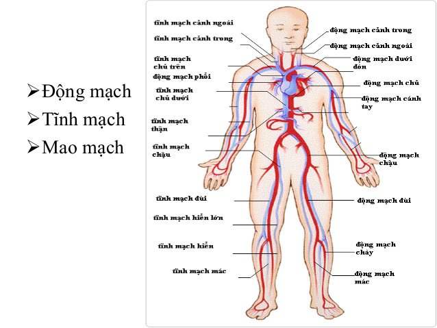 Hệ thống tĩnh mạch có vai trò rất quan trọng với cơ thể