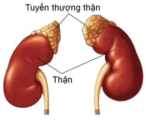 Suy tuyến thượng thận do Lạm dụng corticoid? - ảnh 1