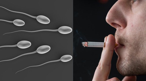 Hút thuốc lá khiến số lượng và chất lượng của tinh trùng suy giảm