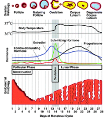 Giai đoạn hoàng thể (Luteal phase)