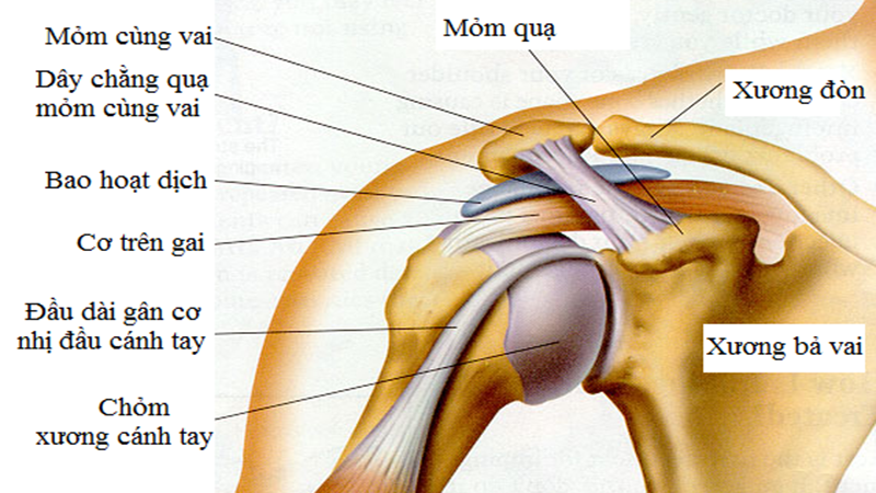 khớp vai