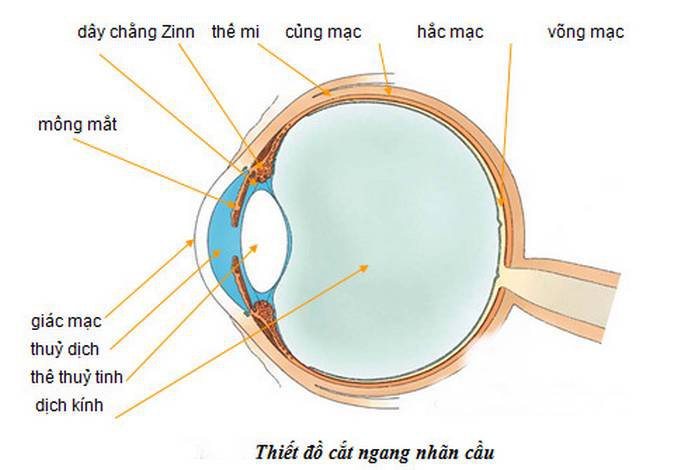 Thiết đồ cắt ngang của nhãn cầu