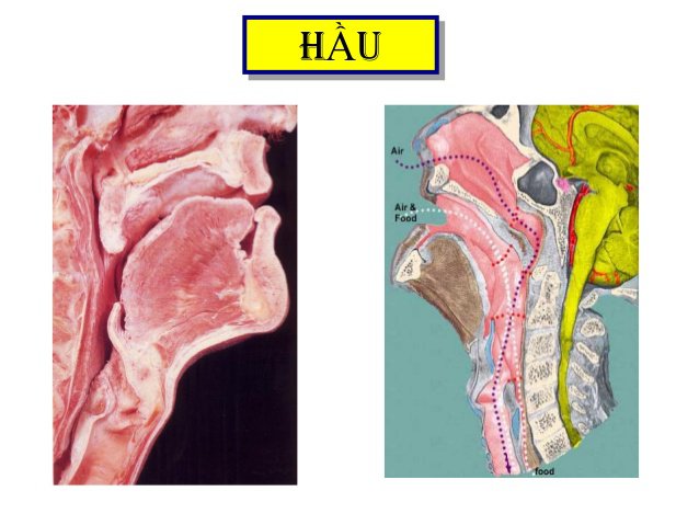 Cơ vùng hầu