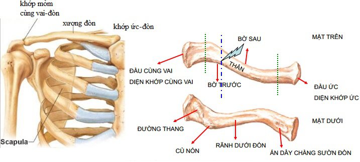 giải phẫu xương chi trên