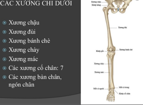 Hệ thống xương chi dưới