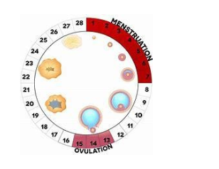 Nhận biết thời điểm thụ thai (Fertility awareness methods) - ảnh 1