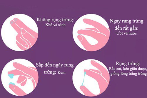 Nhận biết thời điểm thụ thai (Fertility awareness methods) - ảnh 4