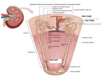 Bệnh thận mãn – Những điều bạn cần biết - ảnh 2