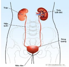 Bệnh thận mãn – Những điều bạn cần biết - ảnh 1