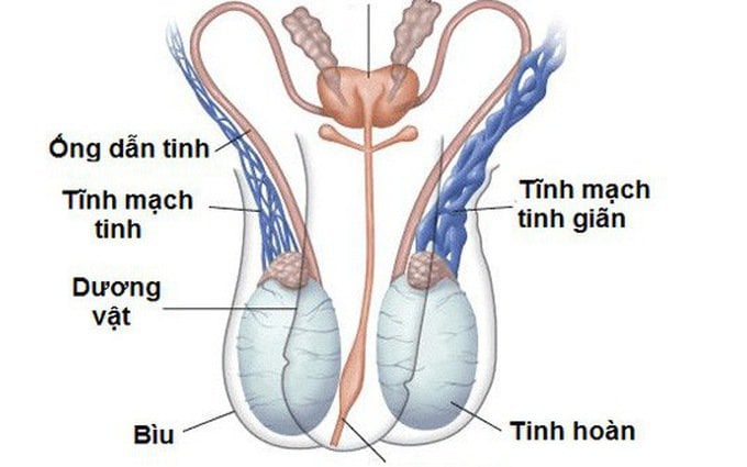 Siêu âm Doppler trong phẫu thuật thắt tĩnh mạch thừng tinh - ảnh 1