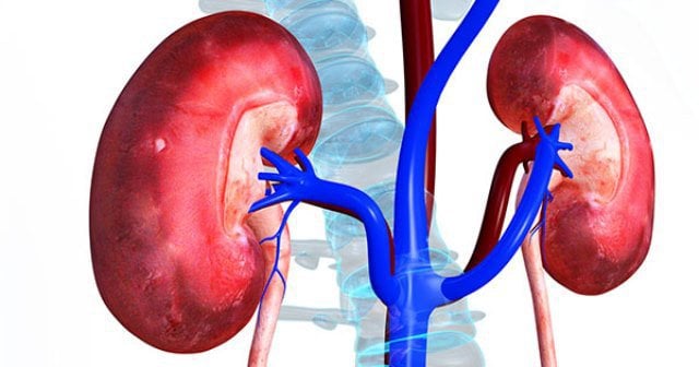 Ảnh hưởng của chức năng thận tới việc sử dụng thuốc - ảnh 2
