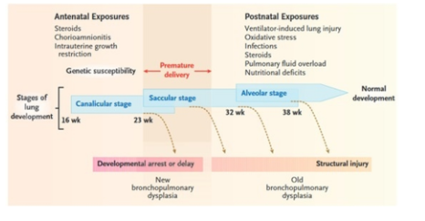 Các yếu tố nguy cơ trong bệnh sinh ảnh hưởng đến các giai đoạn phát triển của phổi được biểu diễn trong sơ đồ
