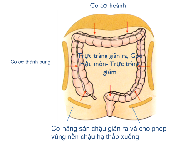 Cơ chế đại tiện