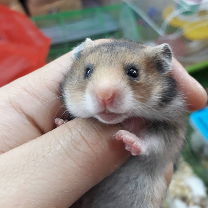 chuột hamster bear cắn