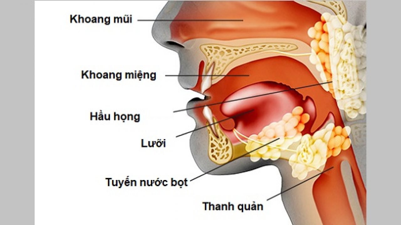 Hầu họng