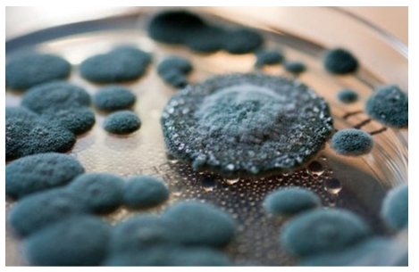 Mẫn cảm là hệ miễn dịch của cơ thể được kích thích để tạo ra kháng thể chống lại tác nhân gây bệnh