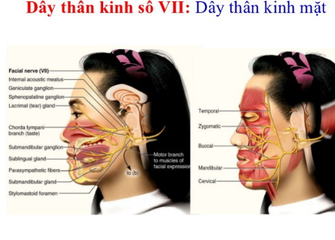 Dây thần kinh số VII