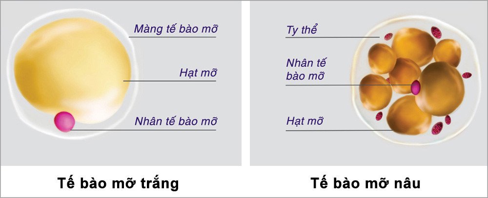 Mỡ nâu